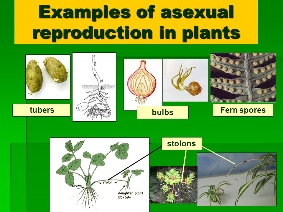 How Do Plants Reproduce For Class 5 Cbse Class Notes Online Classnotes123 9573