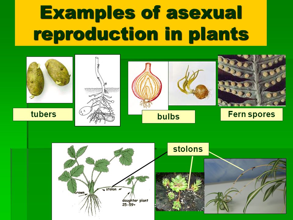 How Do Plants Reproduce For Class 5 Cbse Class Notes Online Classnotes123 1710