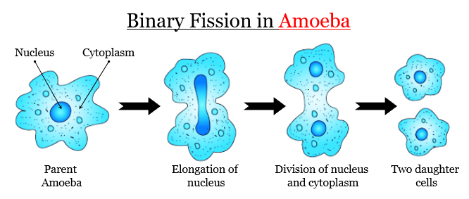 Binary fission in amoeba - Diagram