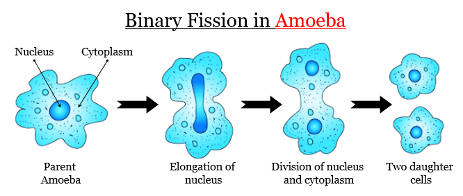 binary-fission-cbse-class-notes-online-classnotes123