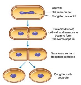 How does Binary fission Differ from Multiple Fission - CBSE Class Notes ...