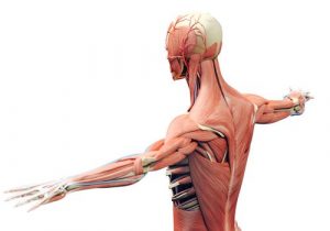 Bones And Muscles / The Skeletal System Class 5 MCQ -solved - CBSE ...