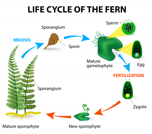 how-do-plants-reproduce-for-class-5-cbse-class-notes-online