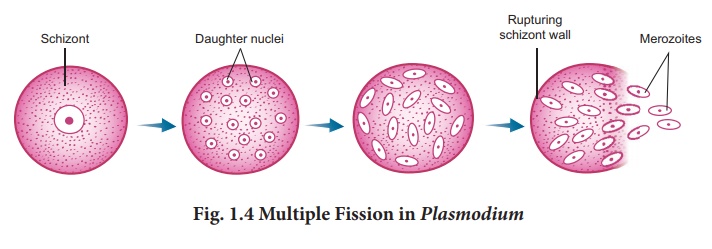 What is multiple Fission 