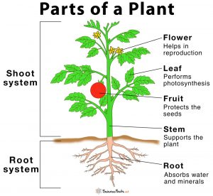 Plant Life Class 5 Science Chapter 1 - Cbse Class Notes Online 