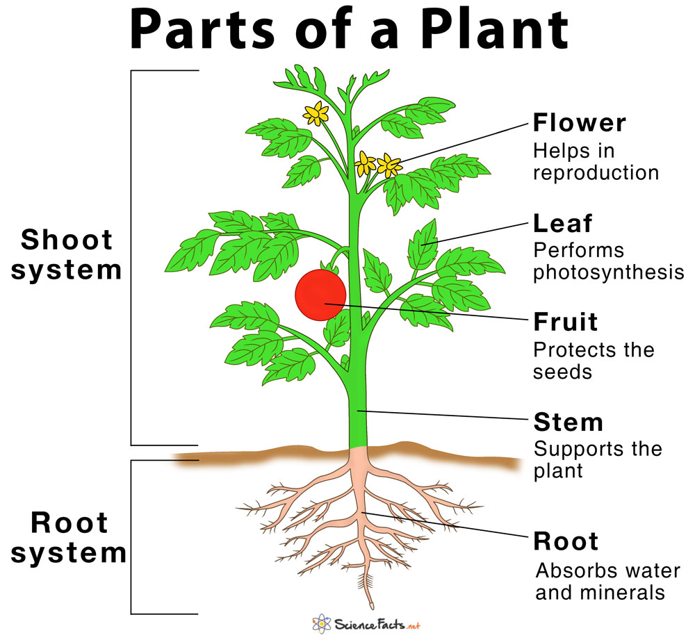Plant в прошедшем. Части растения. Органы растения для дошкольников. Части растения для детей. Схема растения для дошкольников.