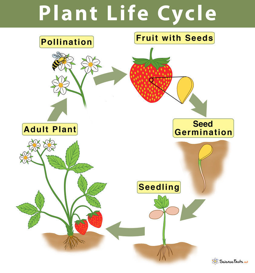 how-do-plants-reproduce-for-class-5-cbse-class-notes-online