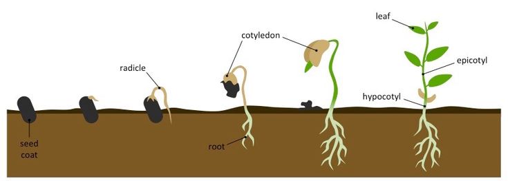 seed germination experiment for class 5