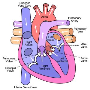 Heart - Class 10 - CBSE Class Notes Online - Classnotes123