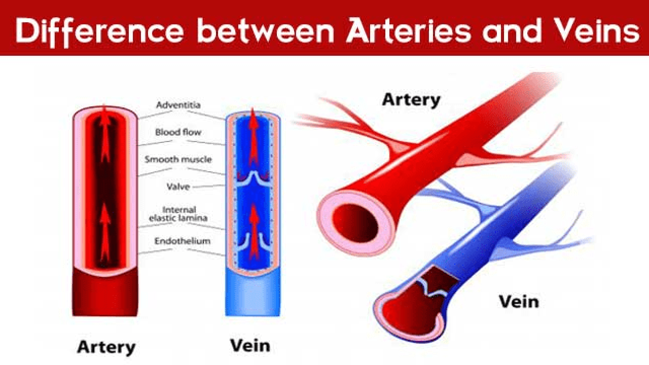 15 Important Differences Between Arteries and Veins - CBSE Class Notes ...