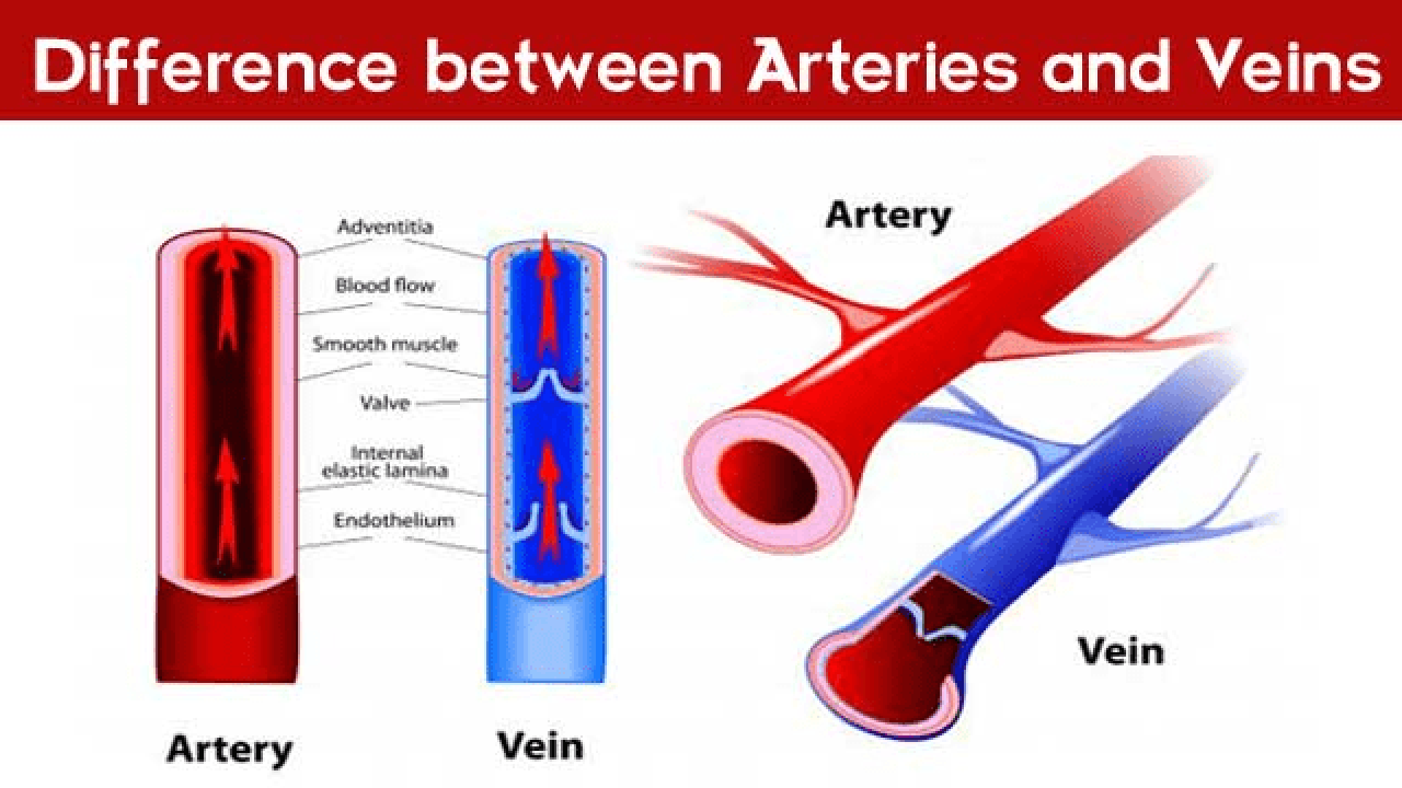 state-the-difference-between-blood-vessels-artery-vein-class-biology