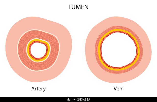 15 Important Differences Between Arteries And Veins Class 10 Cbse Class Notes Online