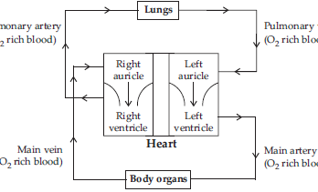 Describe the Flow of Blood through the Heart of Human Beings- flow chart classs 10