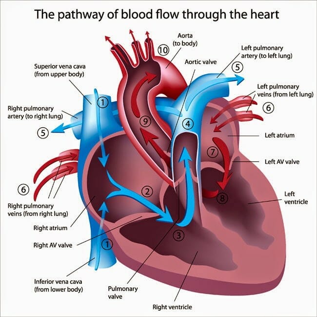 How Blood Flow in Heart ?