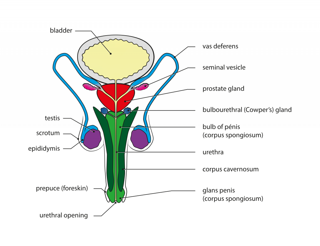 Male Reproductive System Labelled Simple 7015