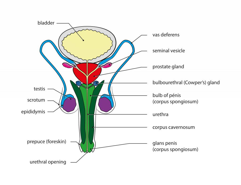 Structure Of Human Male Reproductive System