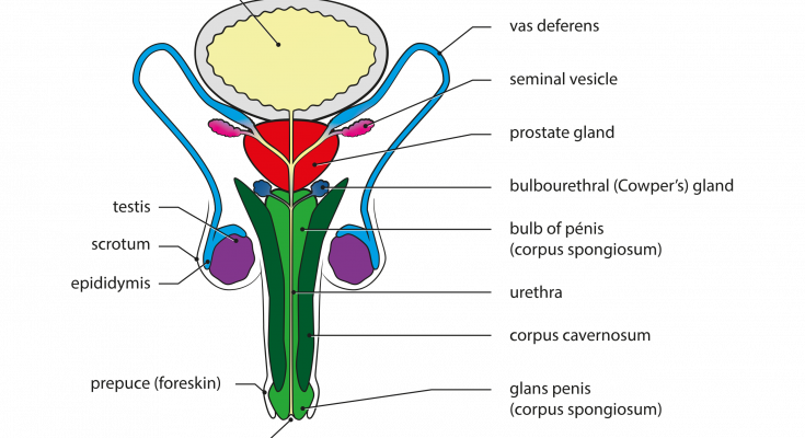 Male Reproductive System Diagram