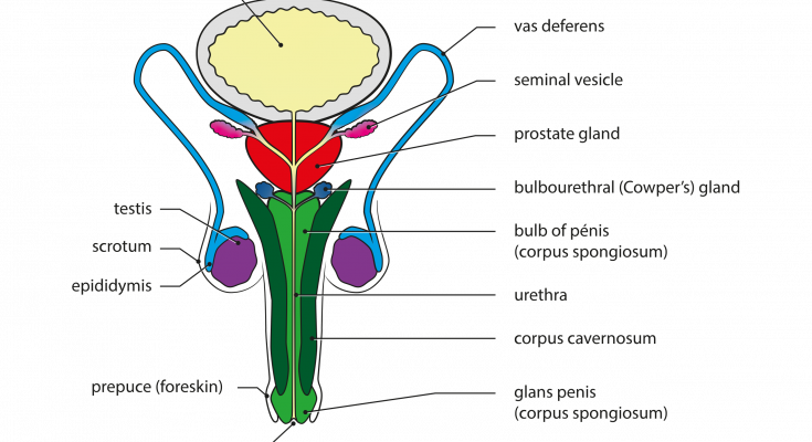 Male Reproductive System Class 10 Cbse Class Notes Online Classnotes123 4756