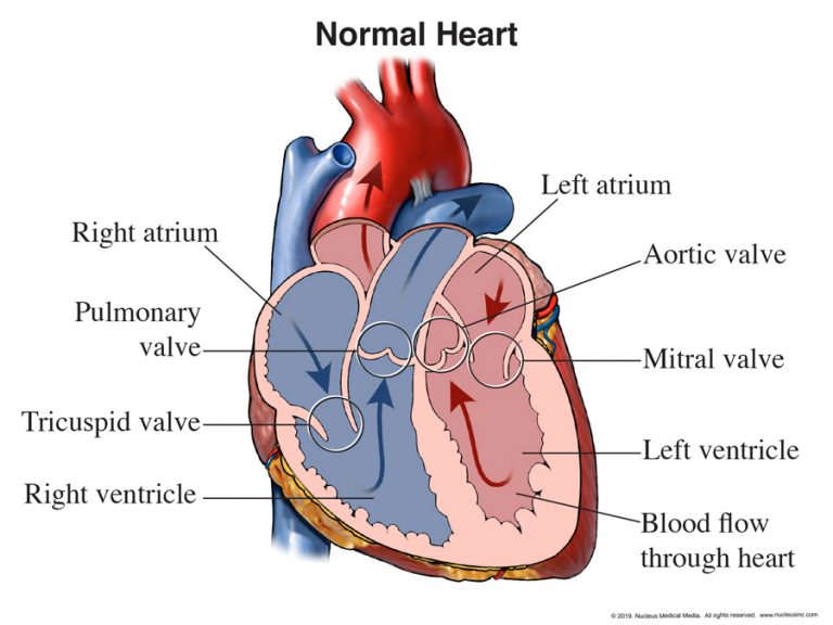 What Are The Functions Of Heart Class 10