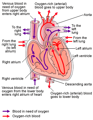 The Human Heart - class 10