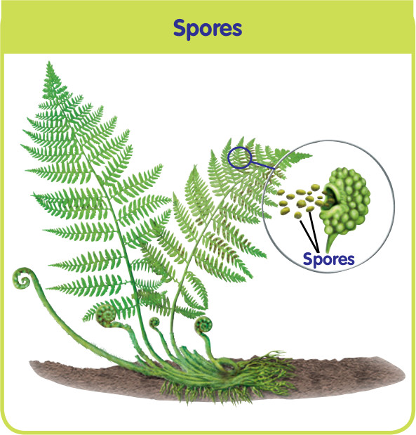 10 examples of spore bearing plants