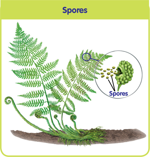 What Is Spore Formation Class 10