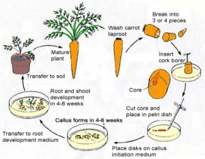 tissue culture class 8