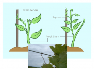 Tropic Movements in Plants - 6 Types with Examples - CBSE Class Notes ...