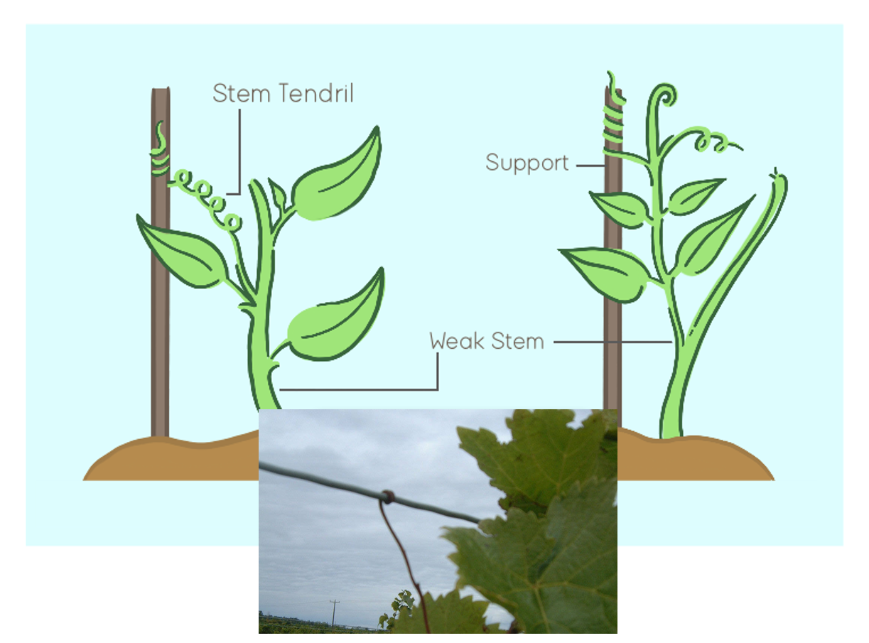 Tropic Movements in Plants 6 Types with Examples CBSE Class Notes