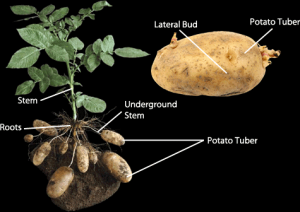 Vegetative Propagation Class 10 - CBSE Class Notes Online - Classnotes123