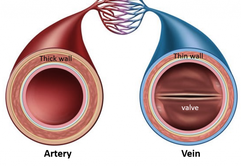 15 Important Differences Between Arteries And Veins Cbse Class Notes Online Classnotes123