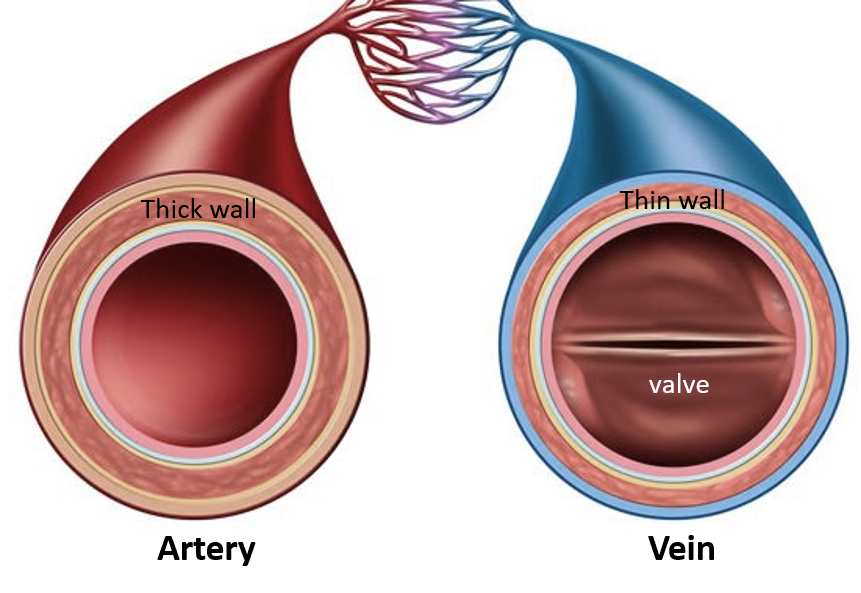 15 Important Differences Between Arteries and Veins