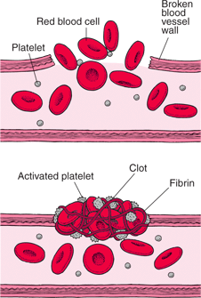 Maintenance by Platelets- 3 Steps of Maintenance By Platelets to form a Clot
