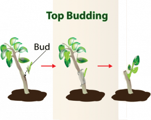 Vegetative Propagation Class 10 - CBSE Class Notes Online - Classnotes123