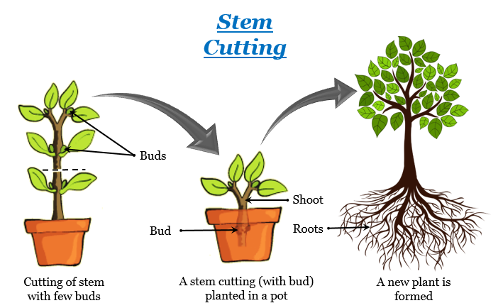 Vegetative Propagation Class 10 Cbse Class Notes Online Classnotes123 