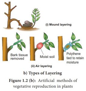 Vegetative Propagation Class 10 - CBSE Class Notes Online - Classnotes123