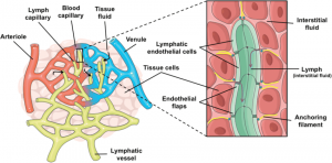 Lymphatic System - Class 10 - CBSE Class Notes Online - Classnotes123