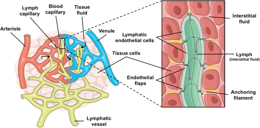 Lymphatic System Class 10 CBSE Class Notes Online Classnotes123