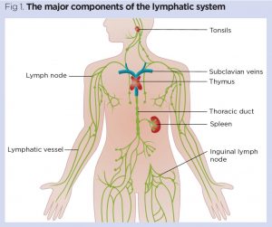 What is Lymph Class 10th - CBSE Class Notes Online - Classnotes123