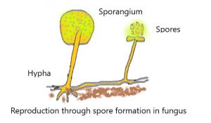 Spore Formation Class 10 - CBSE Class Notes Online - Classnotes123