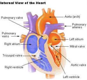 Human Heart Class 10 - CBSE Class Notes Online - Classnotes123