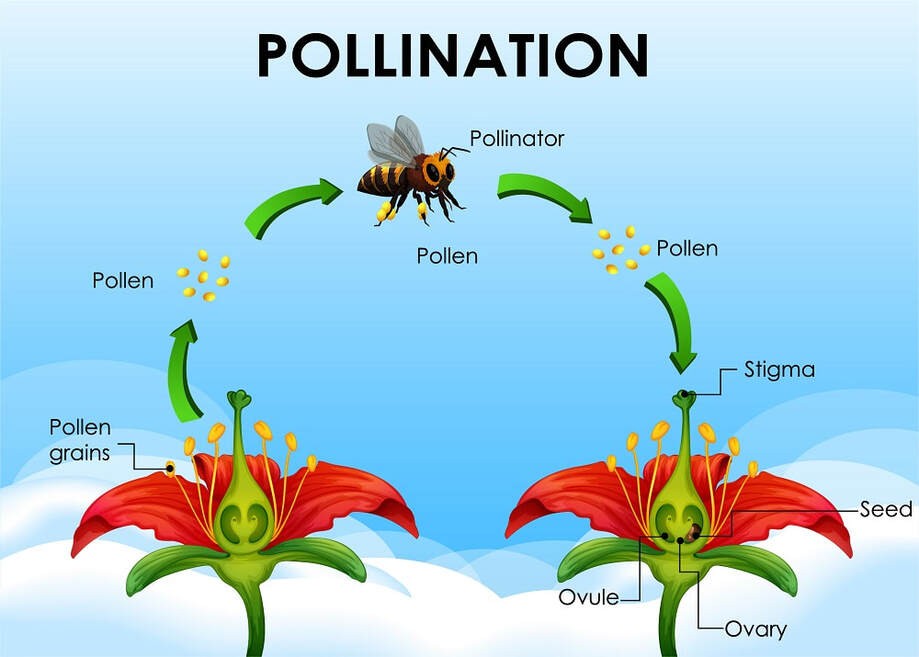 ifference between Pollination and Fertilisation