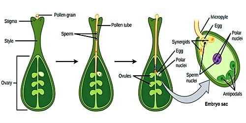  What Is Double Fertilization CBSE Class Notes Online Classnotes123