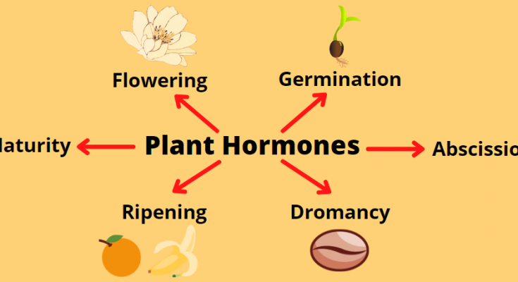 What Are Plant Hormones Write Two Important Functions Of Auxin