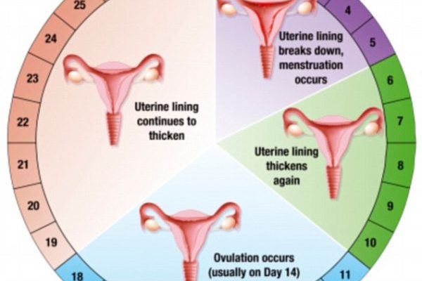 Why Does Menstruation Occur Class 10 CBSE Class Notes Online 