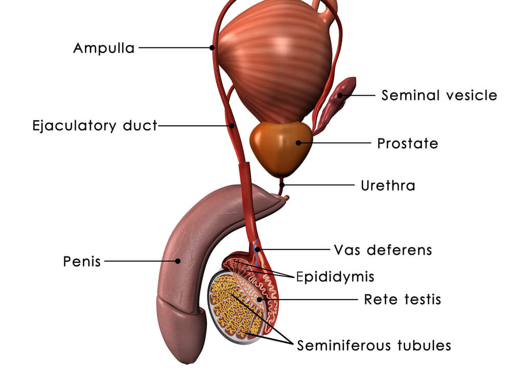 What Is The Role Of Seminal Vesicles And Prostate Gland CBSE Class 