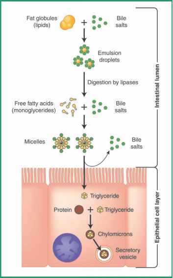 How are Fats Digested in our Body ? Where does this process take place ...