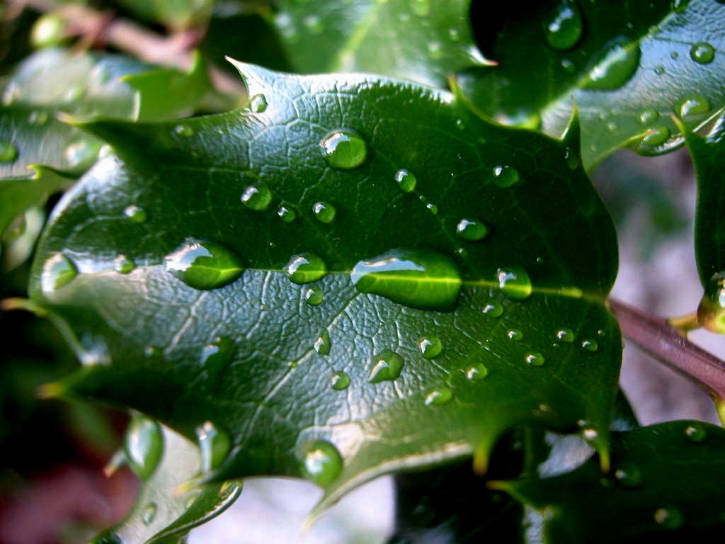 10 Important Adaptations of leaves for Photosynthesis