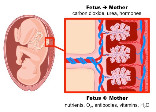 What is Placenta for class 10th