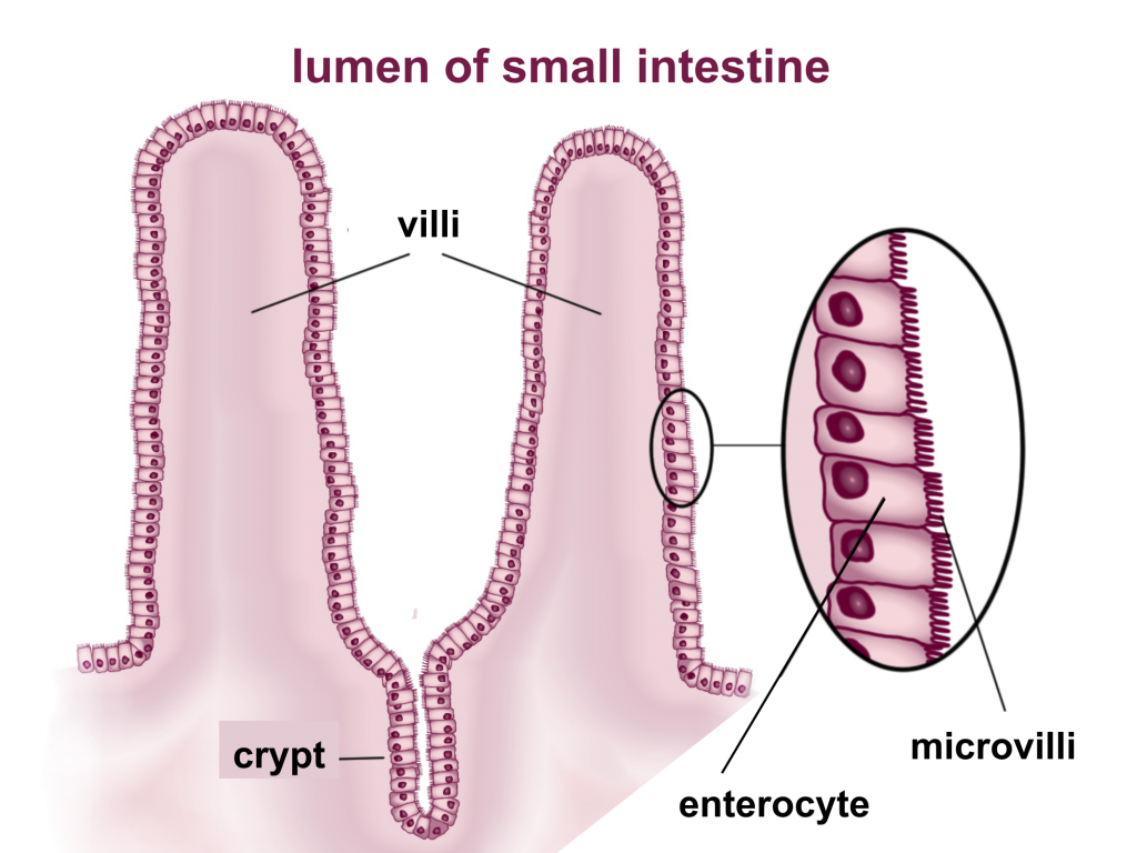 Absorb Digested Food In The Small Intestine